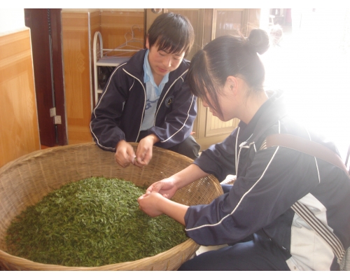 学生在进行茶叶烘干